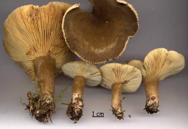 Lactarius picinus